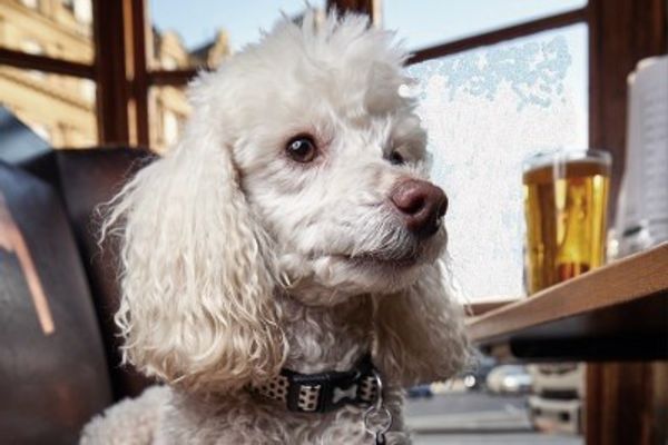 Poodle dog in pub with a pint