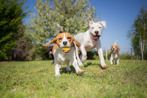 Happy dogs running towards the camera