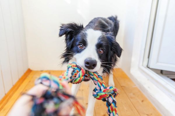 A black and white Collie is playfully pulling away from their owner with a toy in their mouth while their owner holds onto the toy and plays tug of war