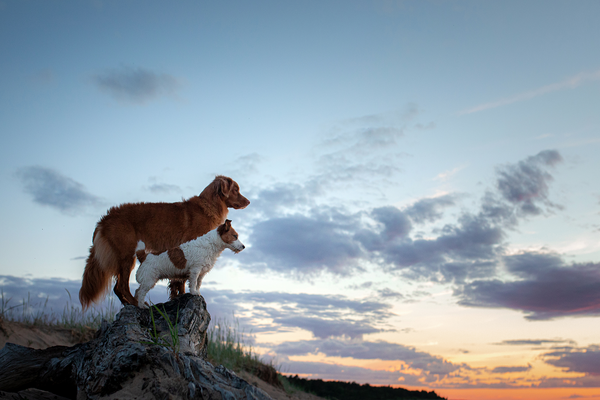Dogs standing on hill