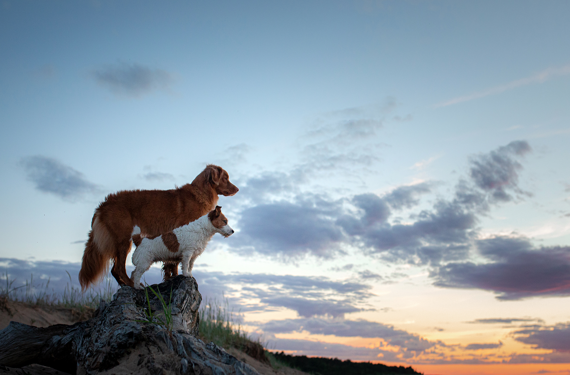 Five Of The Best Dog Friendly Walks In Ireland Five Of The Best Dog Friendly Walks In Ireland